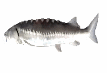 Balık GIF